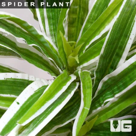 Healthy spider plant with long, arching green and white striped leaves. Perfect for indoor decor and.