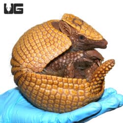 Three Banded Armadillo (Tolypeutes matacus) For Sale - Underground Reptiles
