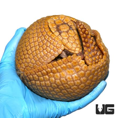 Three Banded Armadillo (Tolypeutes matacus) For Sale - Underground Reptiles