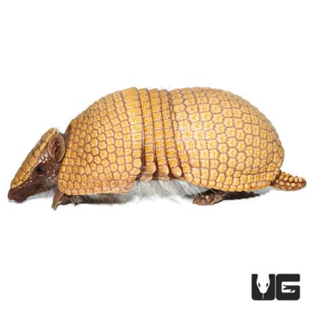 Armadillo with three distinct bands on its back, native to South America.