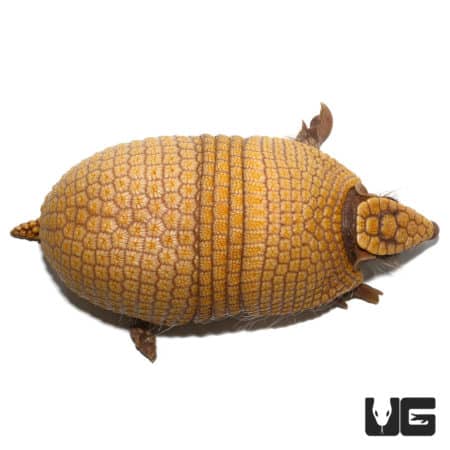 Armadillo with three distinct bands on its back, native to South America.