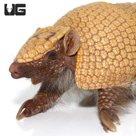 Close-up of a three-banded armadillo with detailed armor and small head.