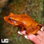 Eyelash Frogs (Ceratobatrachus guentheri) For Sale - Underground Reptiles