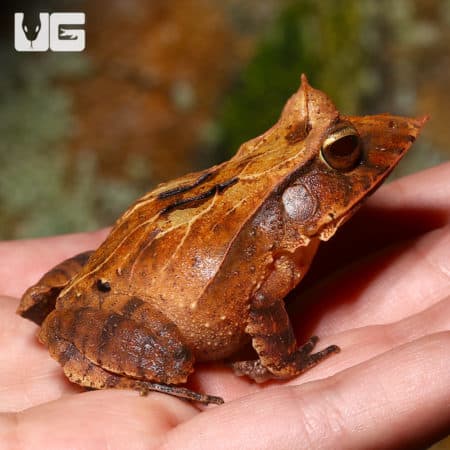 Eyelash Frogs (Ceratobatrachus guentheri) For Sale - Underground Reptiles