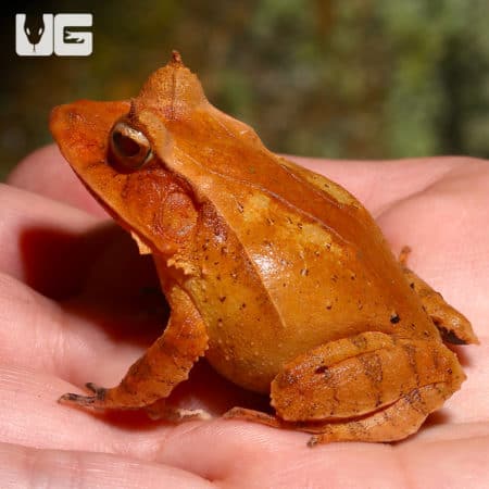 Eyelash frog from Solomon Islands, close-up view.