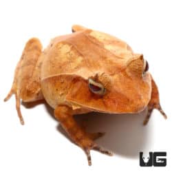 Autumn Solomon Island Eyelash Frogs (Ceratobatrachus guentheri) For Sale - Underground Reptiles