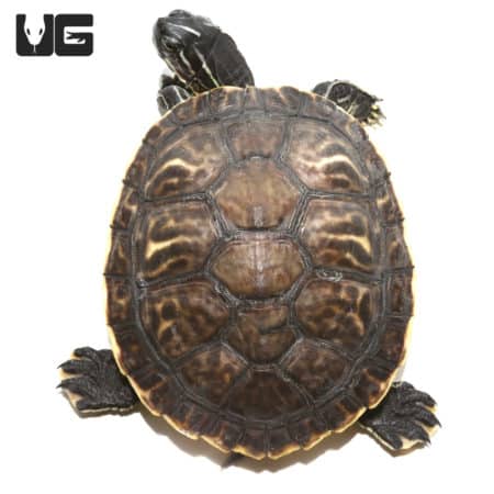 Peninsula Cooter Turtles For Sale - Underground Reptiles