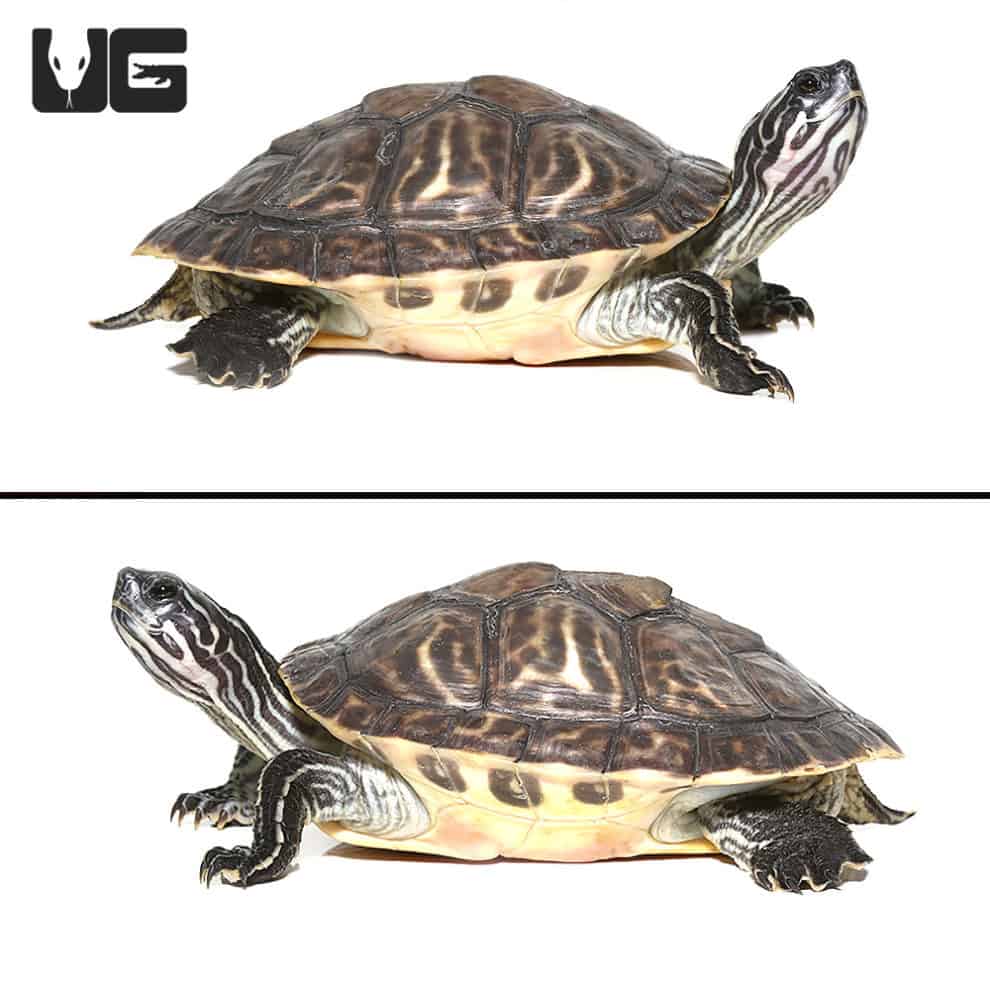 Peninsula Cooter Turtles For Sale - Underground Reptiles