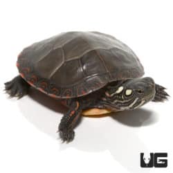 Baby Eastern Painted Turtles (Chrysemys picta picta) For Sale - Underground Reptiles