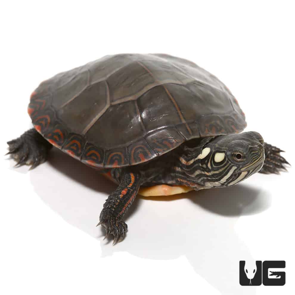 Baby Eastern Painted Turtles For Sale - Underground Reptiles