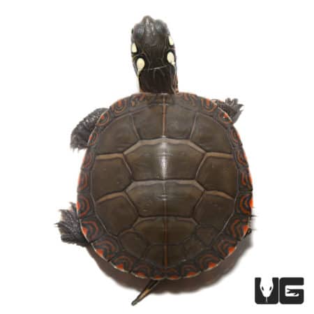 Young Eastern Painted Turtle with vibrant shell markings.