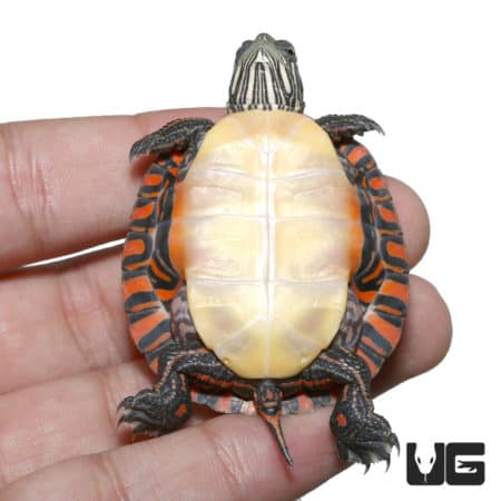 Baby Eastern Painted Turtles For Sale - Underground Reptiles