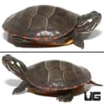 Baby Eastern Painted Turtles (Chrysemys picta picta) For Sale - Underground Reptiles