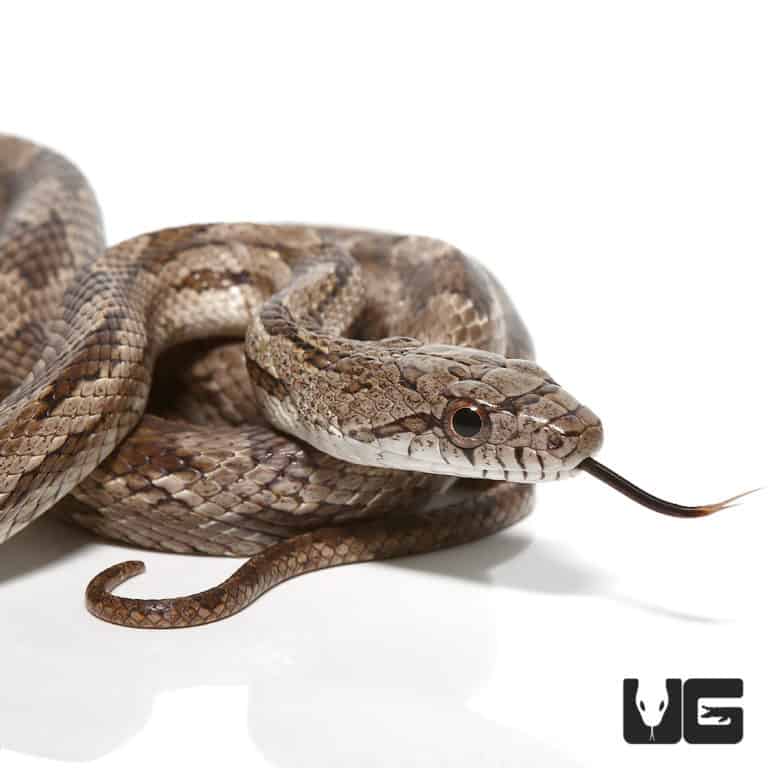 Grey Ratsnake For Sale - Underground Reptiles