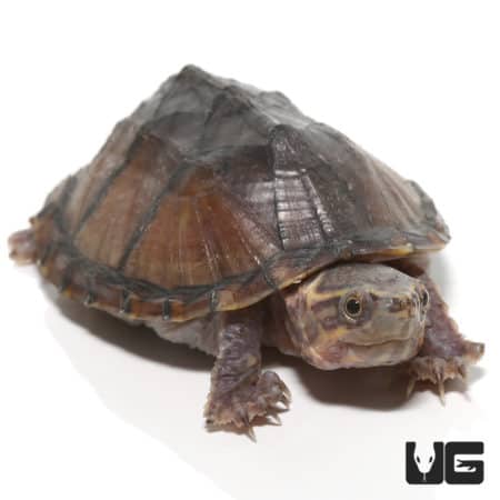Juvenile Stinkpot Musk Turtles For Sale - Underground Reptiles