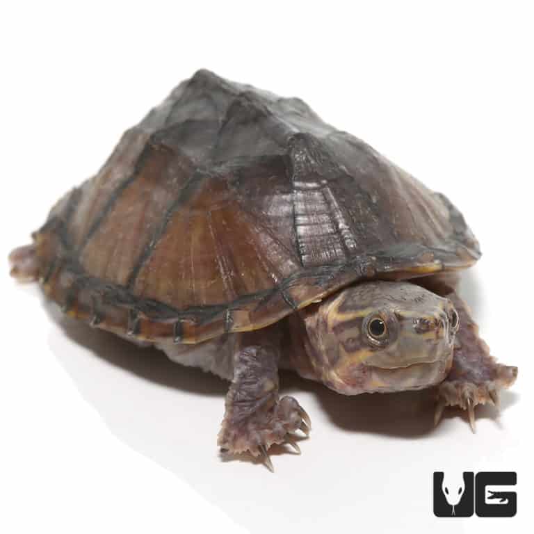 Yearling Stinkpot Musk Turtles For Sale - Underground Reptiles