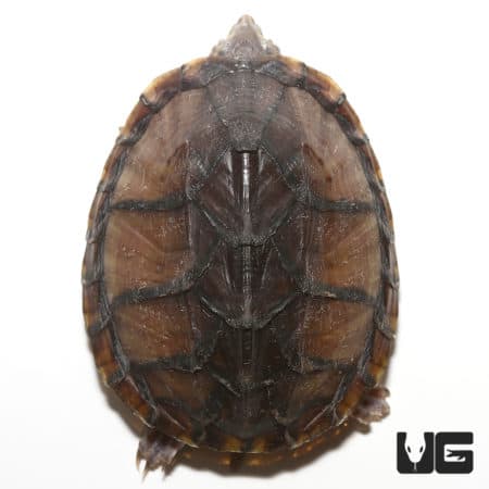 Yearling Stinkpot Musk Turtles For Sale - Underground Reptiles