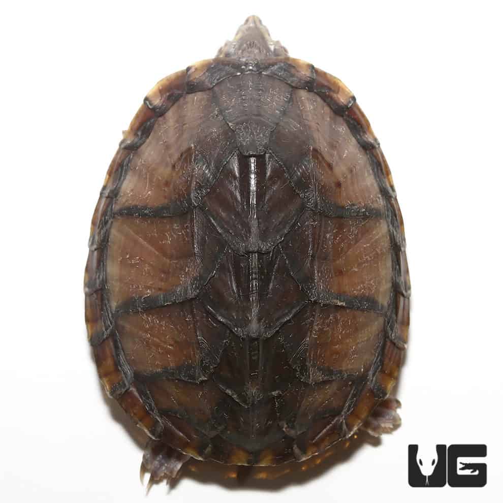 Yearling Stinkpot Musk Turtles For Sale - Underground Reptiles