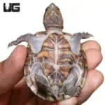 Stinkpot Musk Turtles (Sternotherus odoratus) For Sale - Underground Reptiles