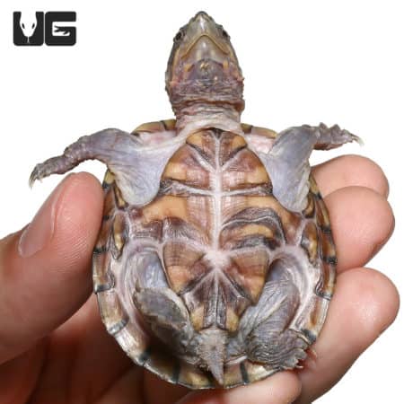 Stinkpot Musk Turtles (Sternotherus odoratus) For Sale - Underground Reptiles