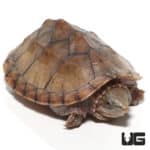 Yearling Tiger Musk Turtles (Sternotherus carinatus) For Sale - Underground Reptiles
