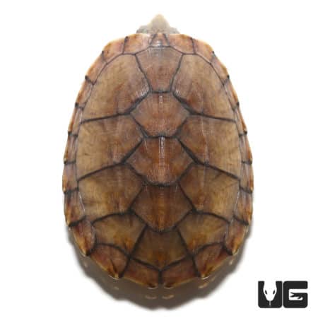 Young Tiger Musk Turtle, close-up view.