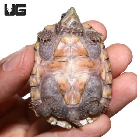 Adorable juvenile Tiger Musk Turtle, perfect for reptile enthusiasts and collectors.