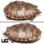 Yearling Tiger Musk Turtles (Sternotherus carinatus) For Sale - Underground Reptiles