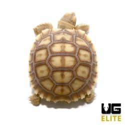 Baby Sulcata Tortoise