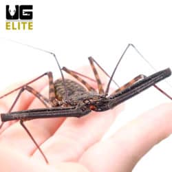African Tailless Whip Scorpion