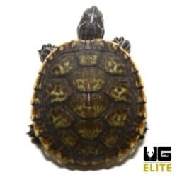 Yearling Charcoal Peninsula Cooter Turtle