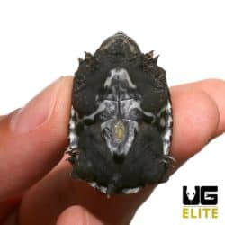 Baby Giant Mexican Musk Turtle