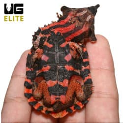 Baby Peruvian Mata Mata Turtle