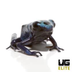 Blue Azureus Tinctorius Dart Frog