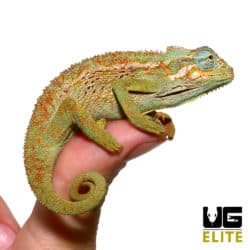 Elliot’s Chameleon