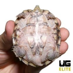 Juvenile Razorback Musk Turtle