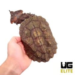 Mata Mata Turtle