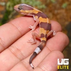 Baby Tangerine Fat Tail Gecko