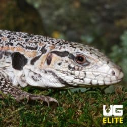 Yearling Super Red Tegu
