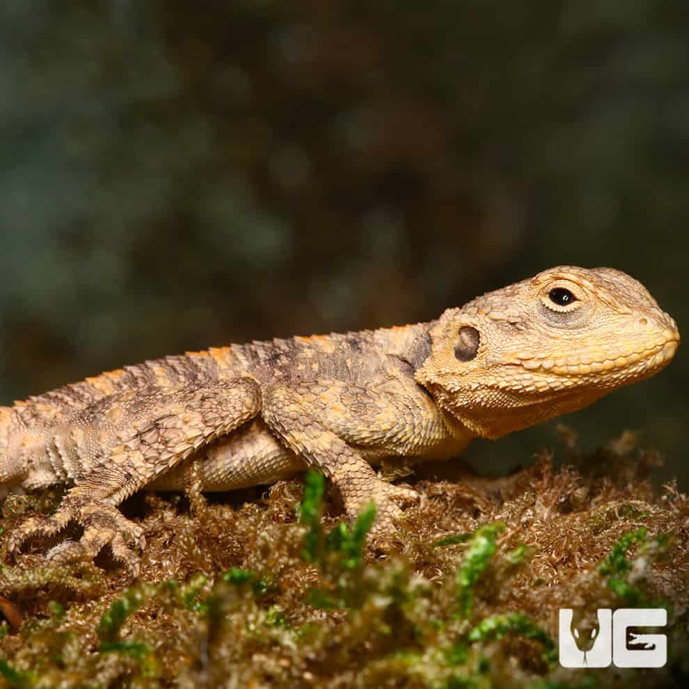 Baby Painted Agamas (Laudakia stellio brachydactyla) For Sale ...