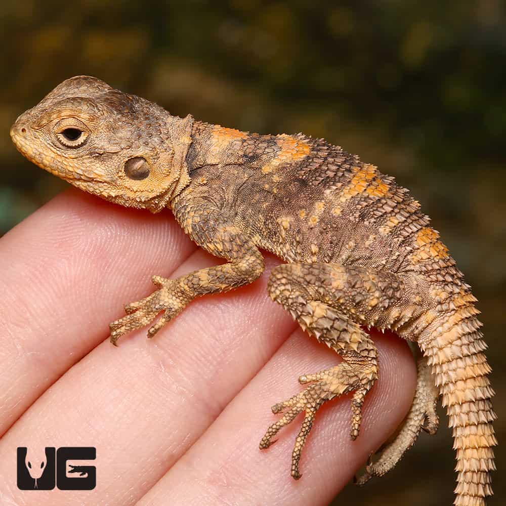 Baby Painted Agamas (Laudakia stellio brachydactyla) For Sale