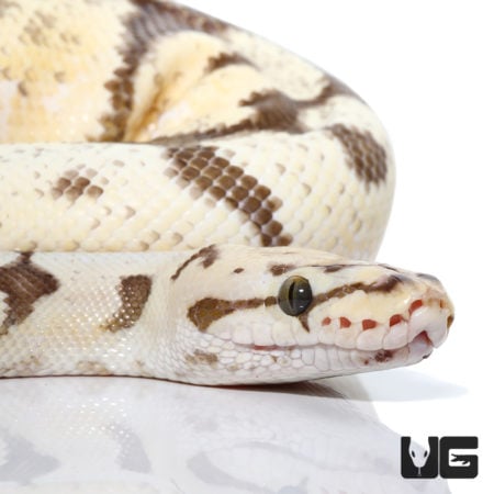 2019 Fire Pastel Spider Het Clown Ball Python (Python regius) For Sale - Underground Reptiles