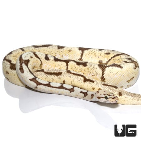 2019 Fire Pastel Spider Het Clown Ball Python (Python regius) For Sale - Underground Reptiles