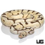 2019 Fire Pastel Spider Het Clown Ball Python (Python regius) For Sale - Underground Reptiles