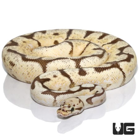 2019 Fire Pastel Spider Het Clown Ball Python (Python regius) For Sale - Underground Reptiles