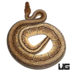 2019 Orange Dream Red Stripe Pinstripe Ball Python (Python regius) For Sale - Underground Reptiles