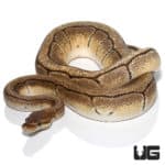 2019 Orange Dream Red Stripe Pinstripe Ball Python (Python regius) For Sale - Underground Reptiles