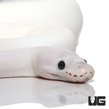 2019 Super Fire (Pos Spider, Pos OD) Het Clown Ball Python (Python regius) For Sale - Underground Reptiles