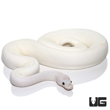 2019 Super Fire (Pos Spider, Pos OD) Het Clown Ball Python (Python regius) For Sale - Underground Reptiles