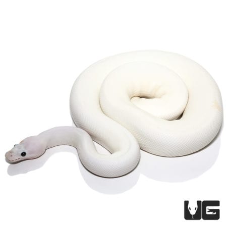 2019 Super Fire (Pos Spider, Pos OD) Het Clown Ball Python (Python regius) For Sale - Underground Reptiles